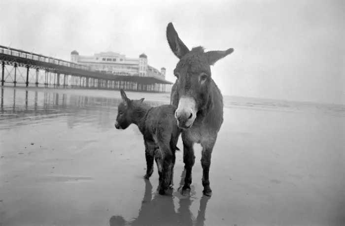 Framed Print : 7 years old donkey and foal Jan. January 1975 75-00258-008