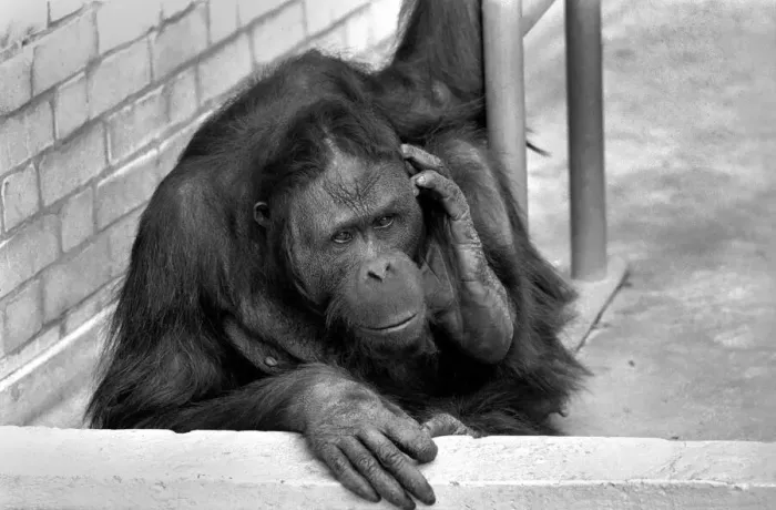 Framed Print : 8 year old Orang utan Njonja at Chessington Zoo. January 1975 75-00080-001 Framed Print : 8 year old Orang utan Njonja at Chessington Zoo. January 1975 75-00080-001