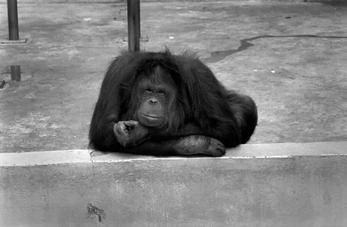 Framed Print : 8 year old Orang utan Njonja at Chessington Zoo. January 1975 75-00080 Framed Print : 8 year old Orang utan Njonja at Chessington Zoo. January 1975 75-00080