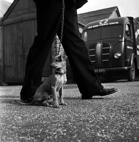 Abandon dog taken to North London home for lost dogs. October 1952 C5083-001