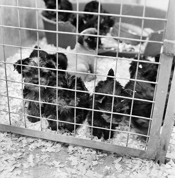 Some of the abandon puppies at a animal charity re-homing centre for unwanted