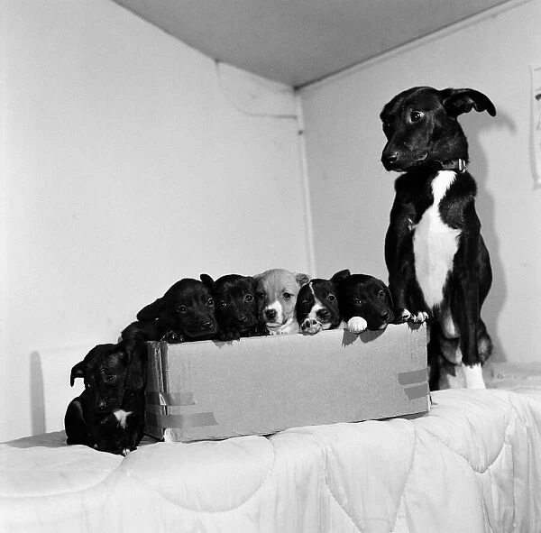 Abandoned puppies and dog after Christmas day. 28th December 1987