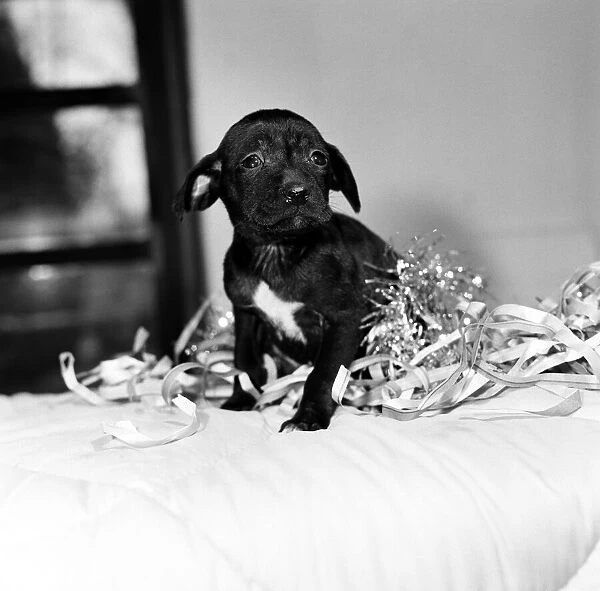 Abandoned puppy after Christmas day. 28th December 1987