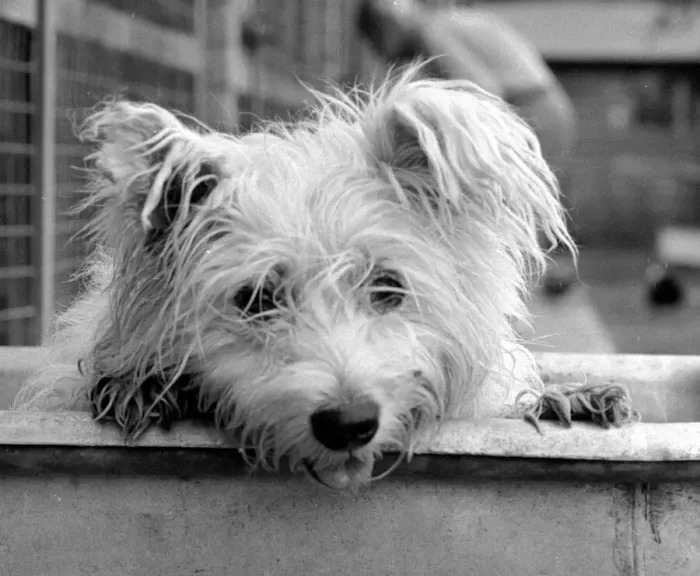 Framed Print : Abandoned West highland white terrier Cindy at Lundt- Smith kennels in Elstree Framed Print : Abandoned West highland white terrier Cindy at Lundt- Smith kennels in Elstree