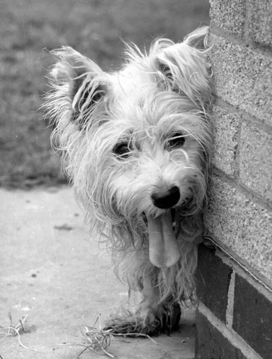Framed Print : Abandoned West highland white terrier Cindy at Lundt- Smith kennels in Elstree Framed Print : Abandoned West highland white terrier Cindy at Lundt- Smith kennels in Elstree