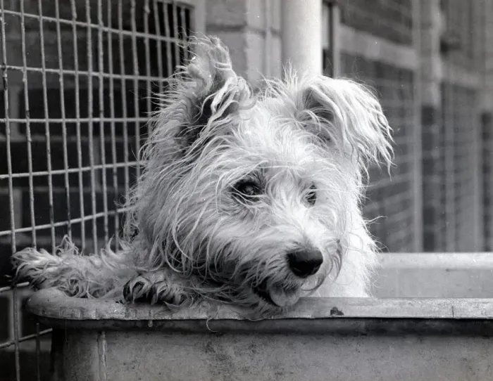Framed Print : Abandoned West highland white terrier Cindy at Lundt- Smith kennels in Elstree Framed Print : Abandoned West highland white terrier Cindy at Lundt- Smith kennels in Elstree