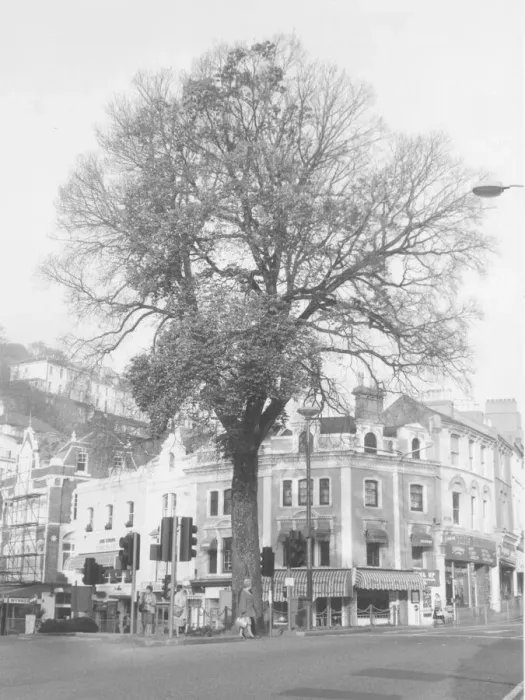 Framed Print : Abbey Place, Torquay in the 1960s showing the landmark elm which was felled in 1980 Framed Print : Abbey Place, Torquay in the 1960s showing the landmark elm which was felled in 1980