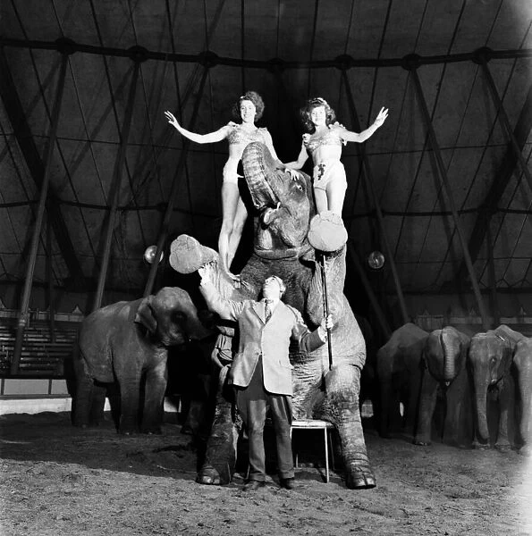Acrobatic Elephants in the Big Top. June 1952 C2980-001