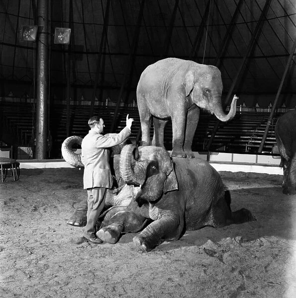 Acrobatic Elephants in the Big Top. June 1952 C2980-001