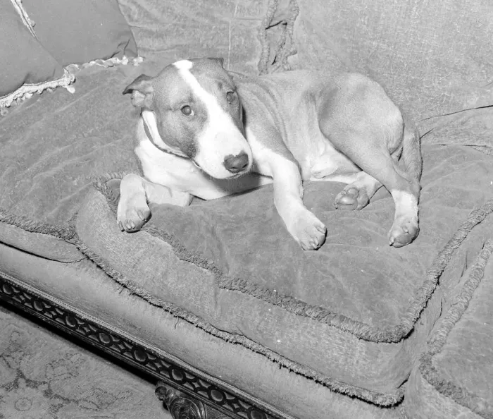 Framed Print : Actor Eric Portmans dog Toffee seen here waiting for his masters return Framed Print : Actor Eric Portmans dog Toffee seen here waiting for his masters return