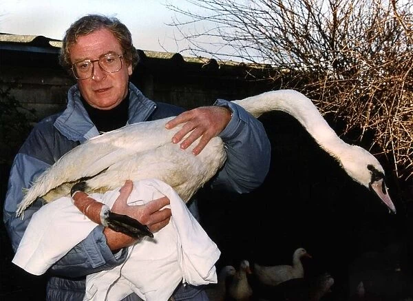 Actor Michael Caine holds an injured Swan in his arms at Dot Beesons swan sanctuary in