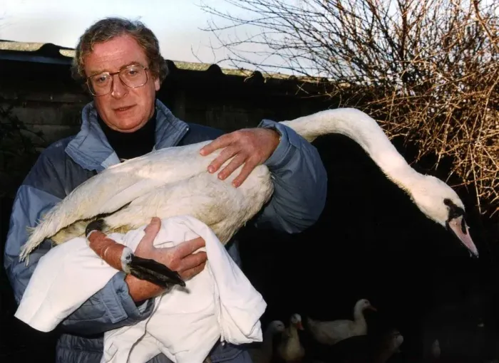 Framed Print : Actor Michael Caine holds an injured Swan in his arms at Dot Beesons swan sanctuary in Framed Print : Actor Michael Caine holds an injured Swan in his arms at Dot Beesons swan sanctuary in