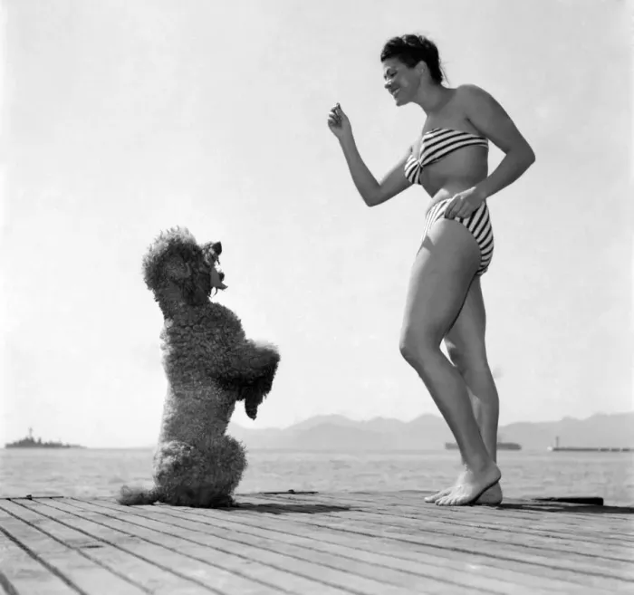 Framed Print : Actress Charlotte Laing seen here with her poodle dog. D3118-024 Framed Print : Actress Charlotte Laing seen here with her poodle dog. D3118-024