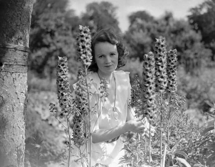 Framed Print : Actress Elsa MacFarlane pictured among the Delphiniums in Sir Francis Trowle Framed Print : Actress Elsa MacFarlane pictured among the Delphiniums in Sir Francis Trowle