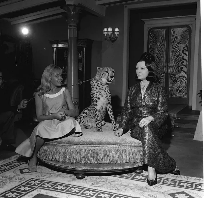 Framed Print : Actress Hayley Mills November 1963 with cheetah and actress Pola Negri on the set Framed Print : Actress Hayley Mills November 1963 with cheetah and actress Pola Negri on the set
