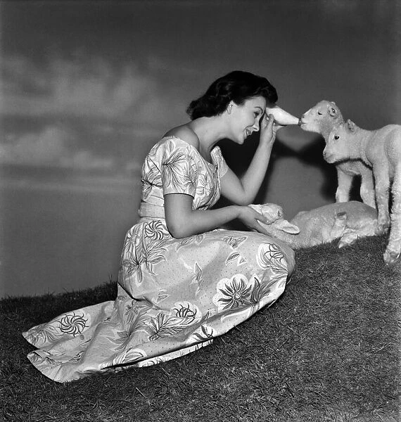 Actress Jean Simmons with Lambs. October 1948 O15147-007