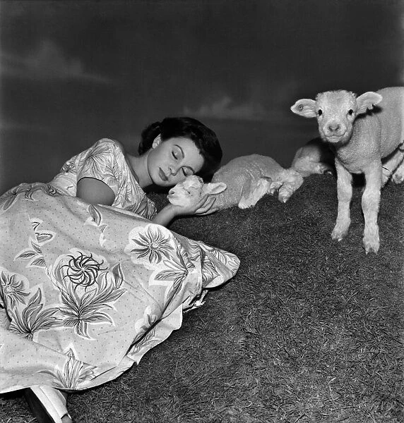 Actress Jean Simmons with Lambs. October 1948 O15147-008