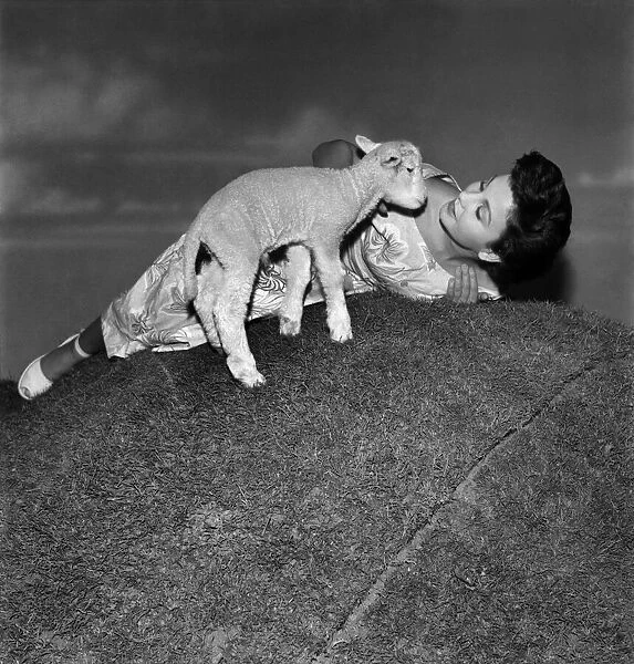 Actress Jean Simmons with Lambs. October 1948 O15147-006