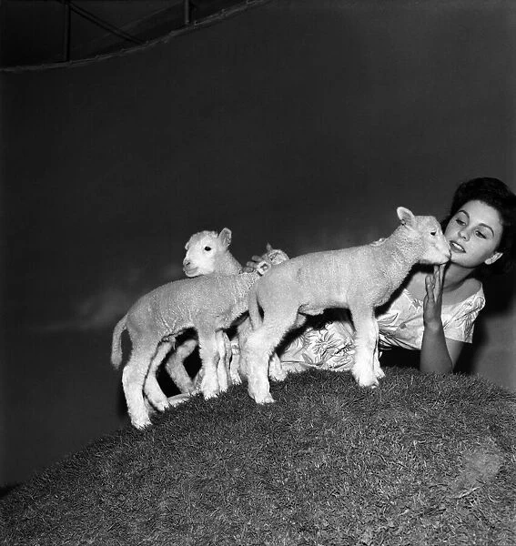 Actress Jean Simmons with Lambs. October 1948 O15147-004