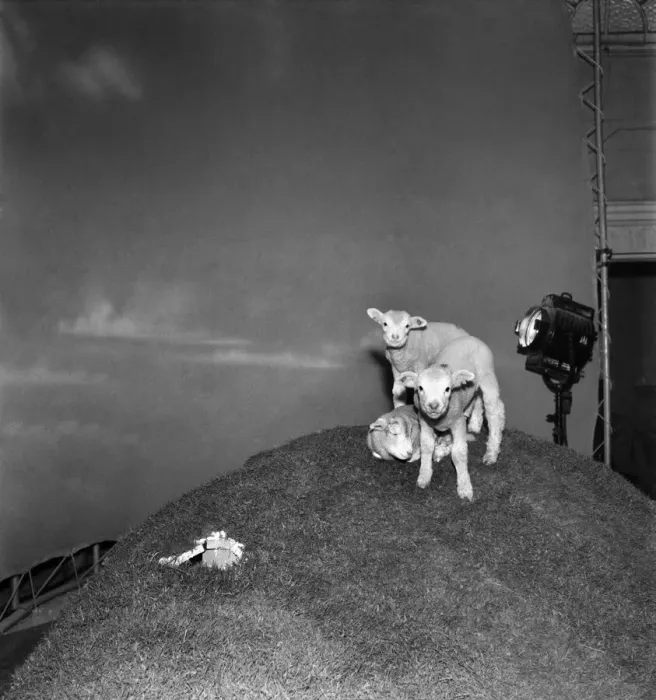 Framed Print : Actress Jean Simmons with Lambs. October 1948 O15147-002 Framed Print : Actress Jean Simmons with Lambs. October 1948 O15147-002