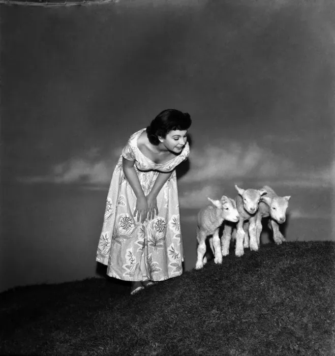 Framed Print : Actress Jean Simmons with Lambs. October 1948 O15147-009 Framed Print : Actress Jean Simmons with Lambs. October 1948 O15147-009