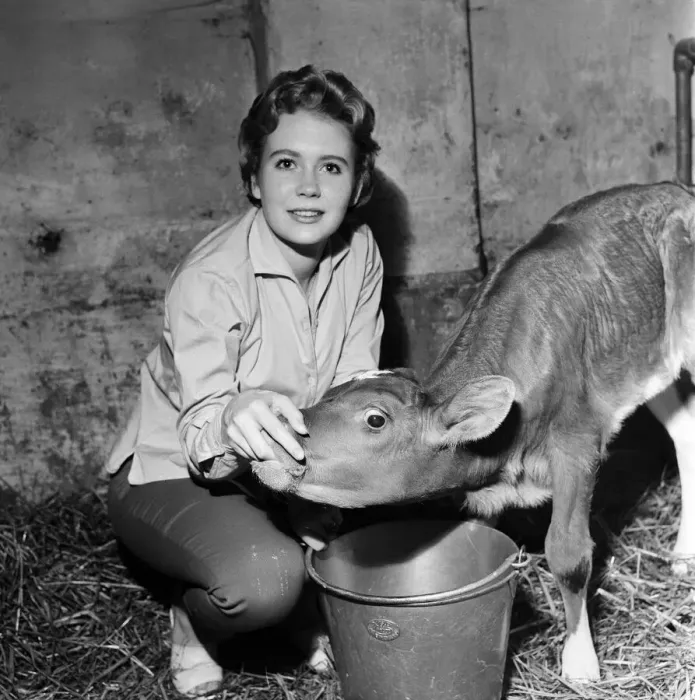 Framed Print : Actress Juliet Mills has been brought up on her fathers farm on the Kent / Sussex border Framed Print : Actress Juliet Mills has been brought up on her fathers farm on the Kent / Sussex border