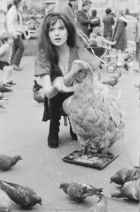 Framed Print : Actress and former model Madeline Smith was forcibly moved on by the law in company with Framed Print : Actress and former model Madeline Smith was forcibly moved on by the law in company with