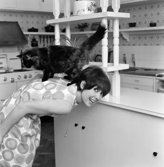 Framed Print : Actress Una Stubbs pictured at her Radlett home with her cat called Corrigan Framed Print : Actress Una Stubbs pictured at her Radlett home with her cat called Corrigan