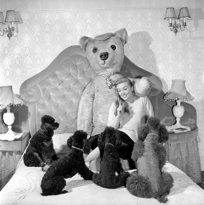 Framed Print : Actress Yana seen here with her pet poodles and a giant teddy bear. March 1959 A773-003