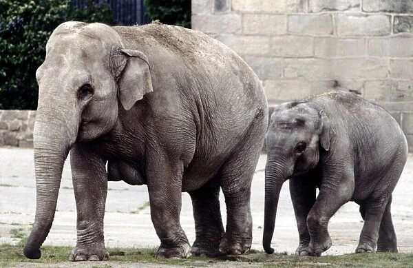 An adult mother and baby elephant walking out together at a zoo in England