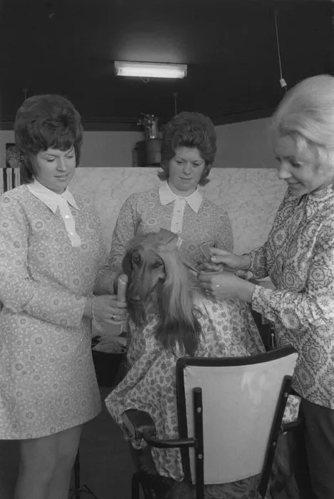Framed Print : Afghan Hound getting VIP treatment It may be a tired old cliche Framed Print : Afghan Hound getting VIP treatment It may be a tired old cliche