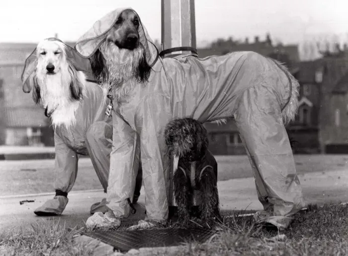Framed Print : Afghan hounds cinderella and Oliver wearing showerproof trouser suits boots Framed Print : Afghan hounds cinderella and Oliver wearing showerproof trouser suits boots