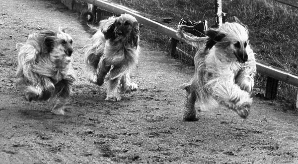 Three Afghan Hounds going in the right direction