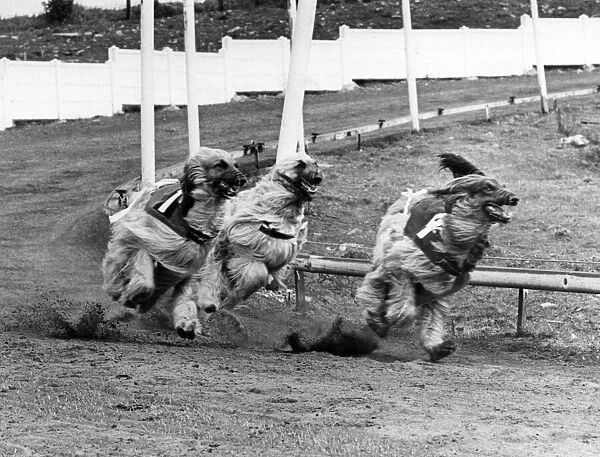 Afghan Hounds racing. 10th April 1977