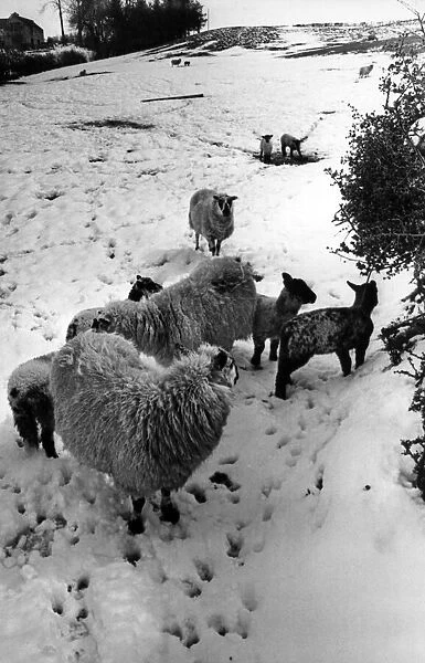 The aftermath of the blizzard, these lambs on Mr Richard Vaughan