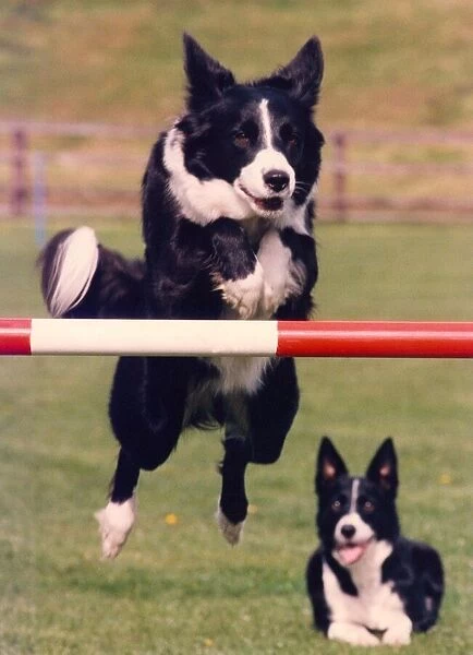 Agility dog Ginny, takes one of the jumps at Beamish Museum