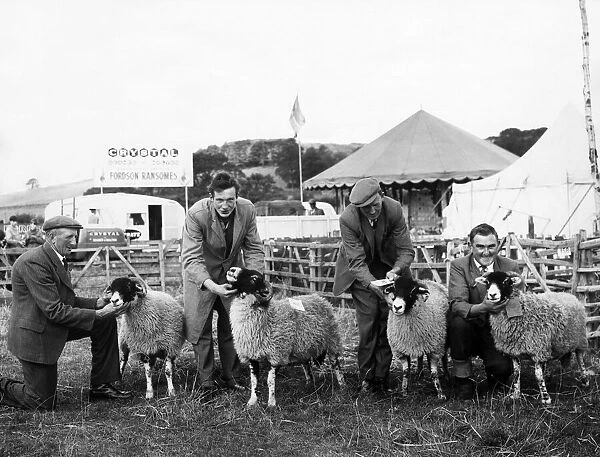 Agricultural Show Danby, North Yorkshire, 20th August 1964. Prize wining sheep at fair