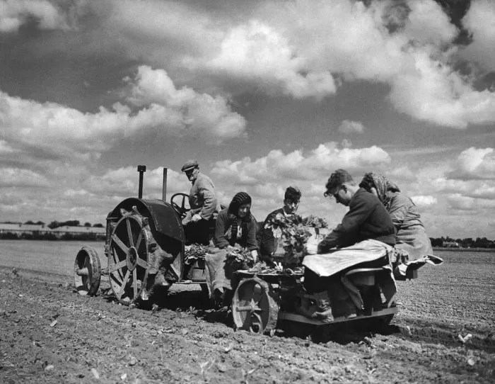 Framed Print : Agricultural scene at Bath Road inn Hounslow. Automatic planting of seedling cabbages