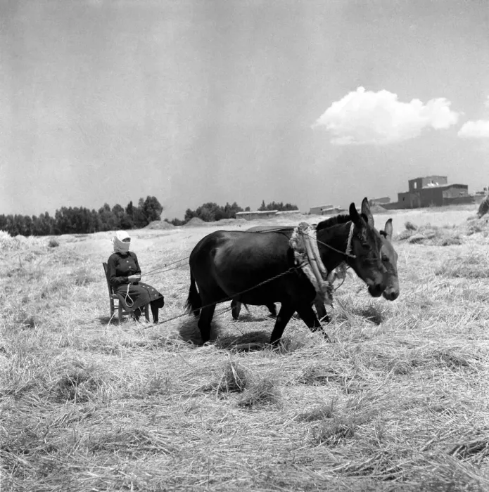 Framed Print : Agriculture: Cyprus Threshing and Winnowing on the fertile plain of Cyprus Framed Print : Agriculture: Cyprus Threshing and Winnowing on the fertile plain of Cyprus