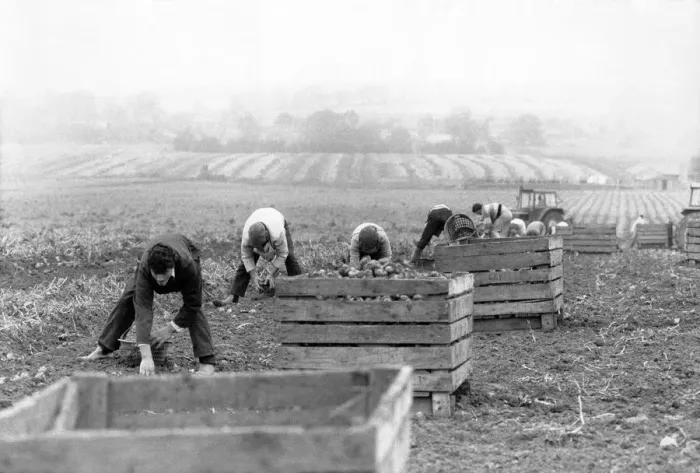 Framed Print : Agriculture: Farm labour. Pickers lifting leeks. November 1987 P005392 Framed Print : Agriculture: Farm labour. Pickers lifting leeks. November 1987 P005392