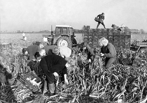 Agriculture: Farm Labour. The 'Whites Gang'picking leeks near Holbeach, St