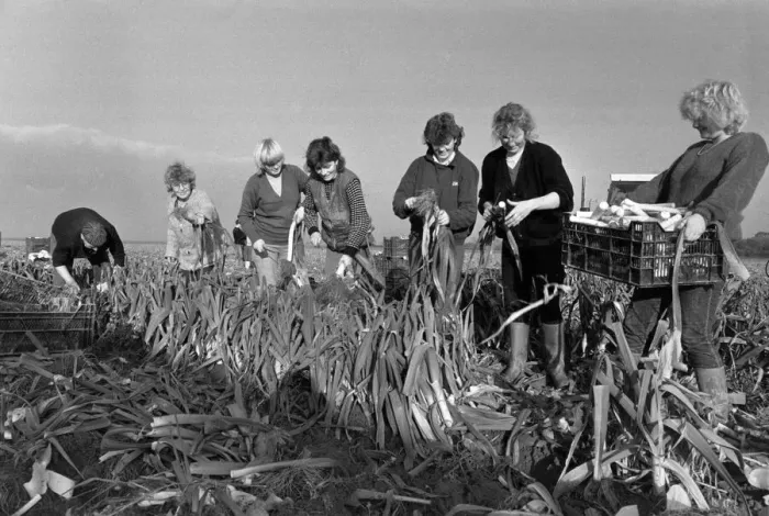 Framed Print : Agriculture Farm Labour. The Whites Gang'picking leeks he Holbeach, St Framed Print : Agriculture Farm Labour. The Whites Gang'picking leeks he Holbeach, St