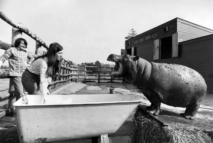 Framed Print : With the aid of an old bath tub Ernie the hippo after his mud beauty treatment gets a