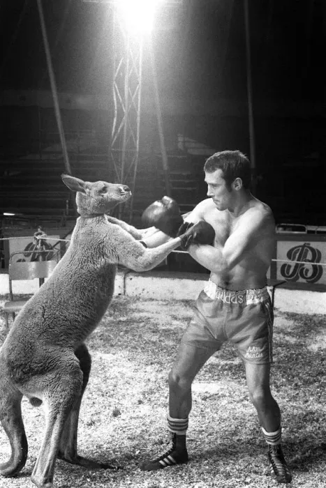Framed Print : Alan Minter vs The Hopping Aussie Boxing Alan Minter Britain Framed Print : Alan Minter vs The Hopping Aussie Boxing Alan Minter Britain