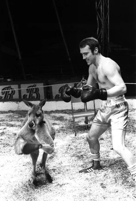 Framed Print : Alan Minter vs The Hopping Aussie Boxing Alan Minter Britain Framed Print : Alan Minter vs The Hopping Aussie Boxing Alan Minter Britain