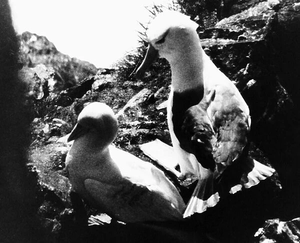 Albatross chases Gannet from nest 1979