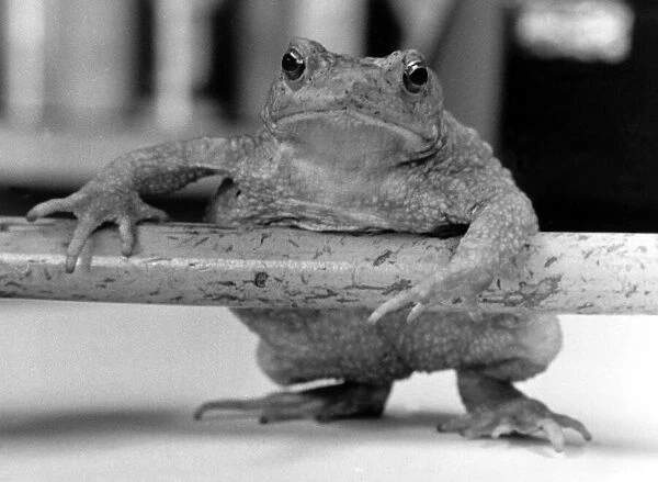Albertina the toad or maybe Albert? No-one from the Natural History dept
