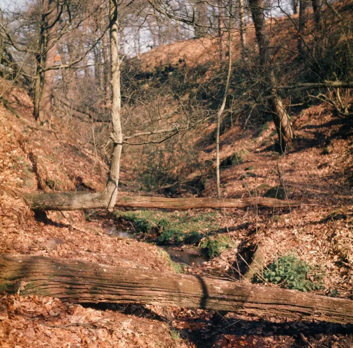 Framed Print : Alderley Edge, Cheshire. April 1974 Framed Print : Alderley Edge, Cheshire. April 1974