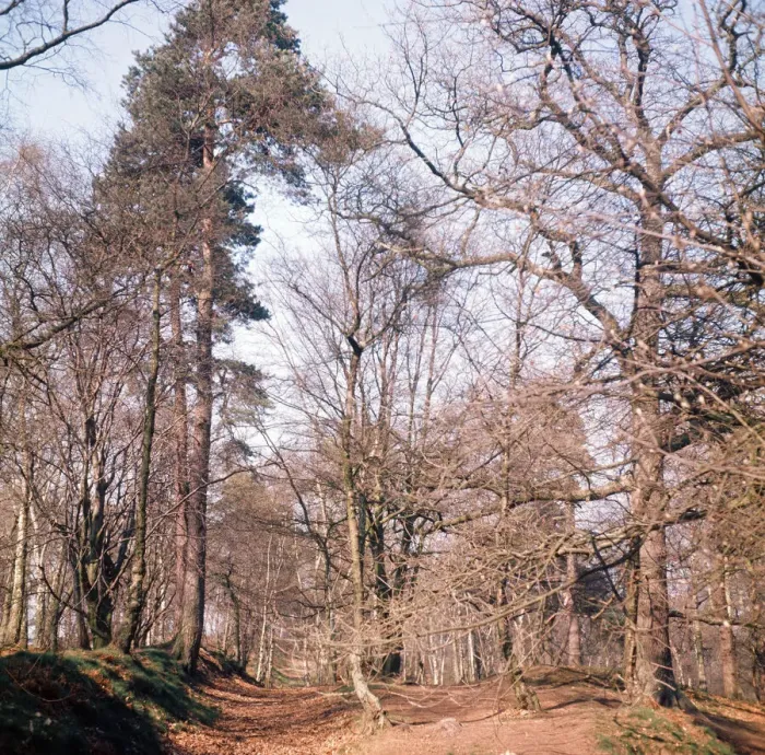 Framed Print : Alderley Edge, Cheshire. April 1974 Framed Print : Alderley Edge, Cheshire. April 1974