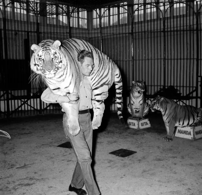 Framed Print : Alex Kerr and tiger Khan December 1957 Framed Print : Alex Kerr and tiger Khan December 1957